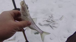 НА ЛЫЖАХ ЗА ЕЛЬЦОМ. ОТЛИЧНЫЕ БАТОНЧИКИ КЛЕВАЛИ В ЭТОТ ДЕНЬ.