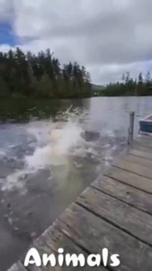 Животные приколы и не только😅