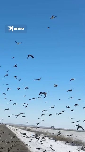 Жаворонки на дороге! Снизьте скорость до 60 км