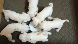 Щенки белого цвергшнауцера 24.12.2025