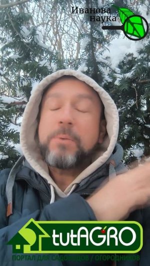 От белокрылки поможет ТОЛЬКО ЭТО! Правду говорю!