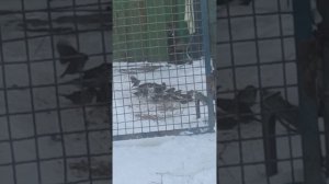 Наша погода на 19 января 2026 г.