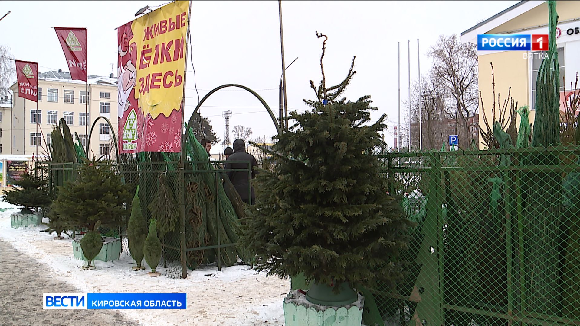 Кировчане могут сдать живую новогоднюю ёлку на переработку смотреть онлайн