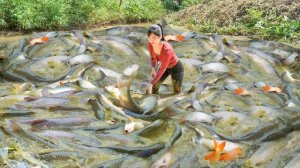 Осушили пруд с рыбой, наловив много карпов и окуней, чтобы продать сельчанам на рынке. Нхат. Вьетнам