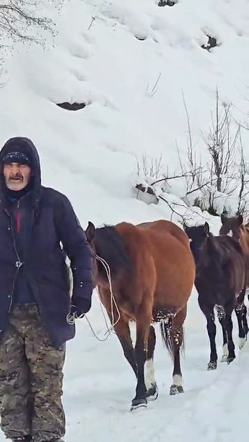 Имгаджи табуновод смотреть онлайн