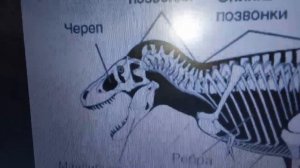 Кости Теранозавра Рекса.