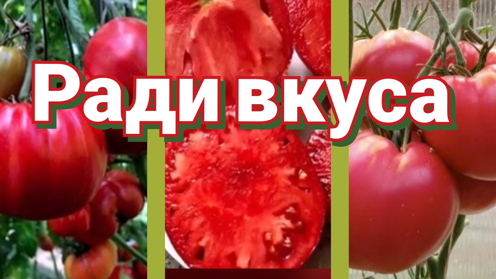 Томаты 2026. Сорта. Качество плодов в приоритете смотреть онлайн