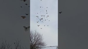 кормление (89895013708) Андрей мои голуби, ростовская область Сальский район