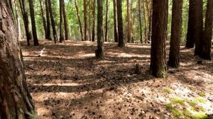 Лето, прогулка по лесу