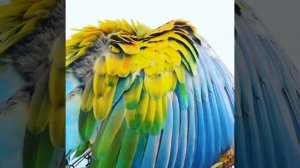 Гибрид ара Вэрдэ