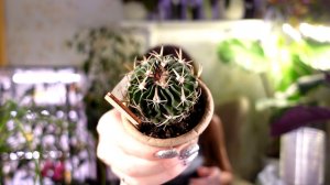 Новые растения! Распаковка и пересадка. Будни цветовода, рутина с растениями. Посадка новых семян