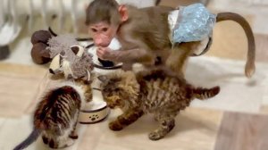 Как Люся учила КОТЯТ- ЛУНТИКОВ пить молочко и ходить на ДВУХ НОГАХ!