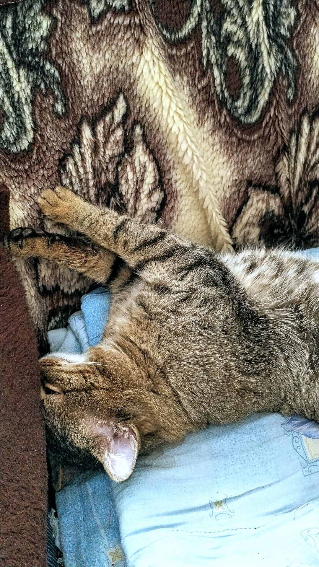 Максику предстоит 5-й прием к ветврачу! 21-01-2026 смотреть онлайн