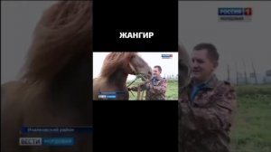 Любите ли  Вы лошадей,как люблю их я?