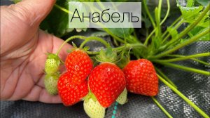 Анабель. Сорт с исключительным вкусом‼️ Изысканный вкус