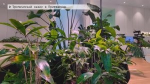 Время местное. Эфир: 21-01-2026 - Тропический оазис в Притяжении