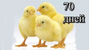 Бройлеры 70 дней | Вес 4,5–4,7 кг без потрохов | Домашний комбикорм