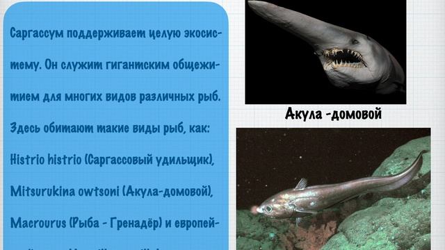 Саргассум