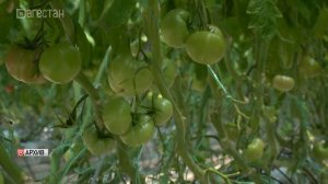 74 тыс. тонн овощей закрытого грунта собрали фермеры Дагестана в 2025 году