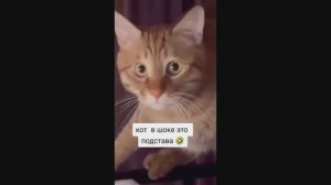 #смешныевидео -734