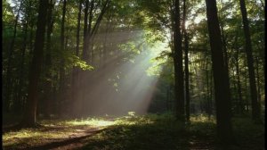 Пение птиц в лесу. Звуки природы.