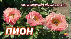 ГИБРИД "VILLA JOVIS"/Сад Ворошиловой