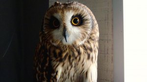 Будни центра реабилитации диких животных 2025