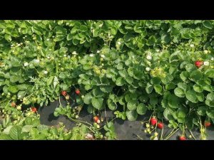 Хадемар! Красавец! Не влюбится не возможно