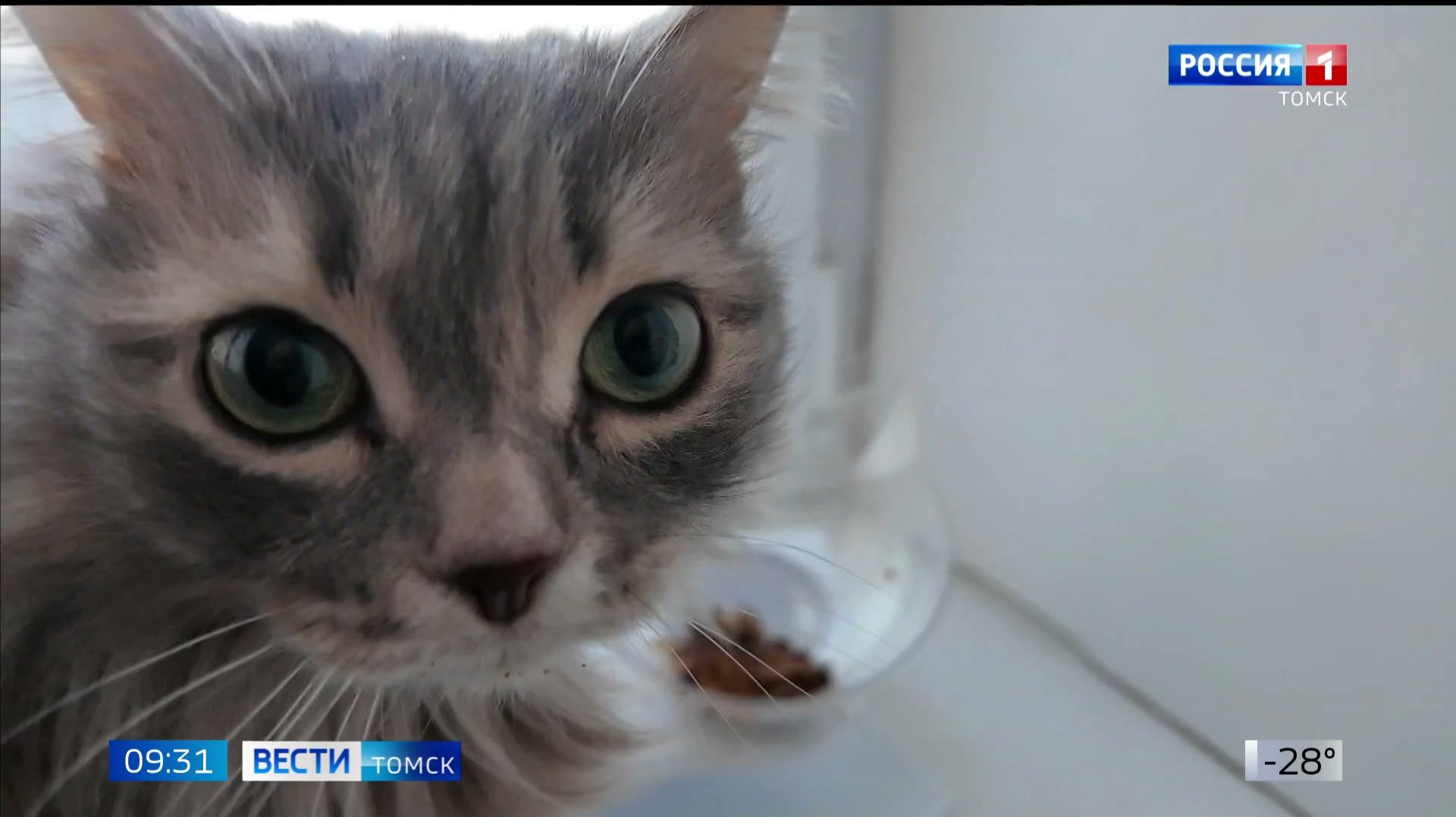 Вести-Томск, выпуск от 21.01.2026 09:30 смотреть онлайн