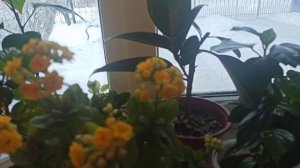 Тоскую по весне! Комнатные цветы.