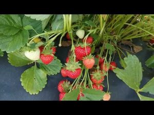 Бравура! Вкуснющий нейтрал
