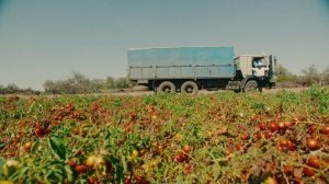 Томарина: весь путь томата - от семечки до пицца соуса.