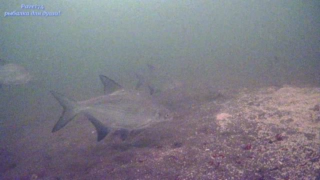 Подводные  съёмки! Лещь Щука