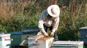 Дагестан выделит 10 млн рублей на развитие пчеловодства