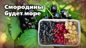 Как выращивать смородину. Всего 5 условий для мега-урожаев