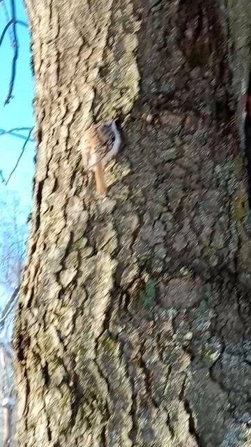 как эта птичка называется и кто живет в городе ГУБКИНЕ смотреть онлайн