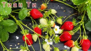 Тиан Ти. Очень красивые ягоды