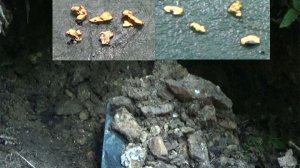 Золото старинного прииска!