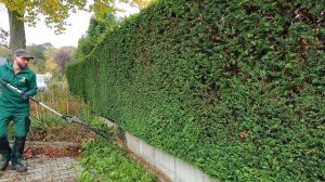 Кусторез. Подрезка живой изгороди из тиса