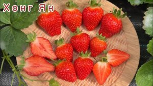 Хонг Ян‼️ Крупный, сладкий как лесная клубника