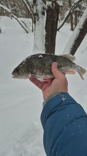 Мормышинг в последний день новогодних каникул. Трофейный окунь. Супер спиннинг для мормо KolaSalmon