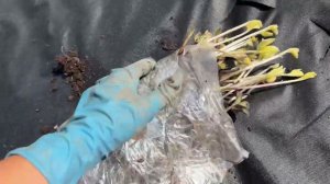 24 июня, а мы опять сажаем Фриго