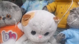 Я  и  Басики  рассказывают  о  себе