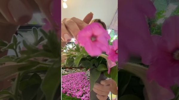 Петуния. Что я буду размножать из семенной петунии