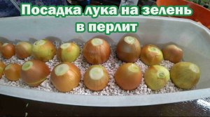 Посадка лука на выгонку