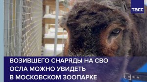 Возившего снаряды на СВО осла можно увидеть в Московском зоопарке