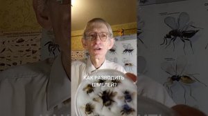Как разводить шмелей