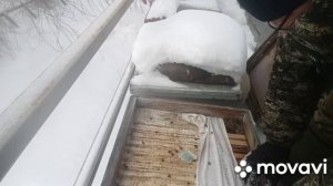 осмотр пчёл, первые дотации, первые потери...