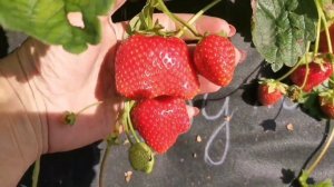 Дульсинея! Вкус медовый! Очень сладкая земляника