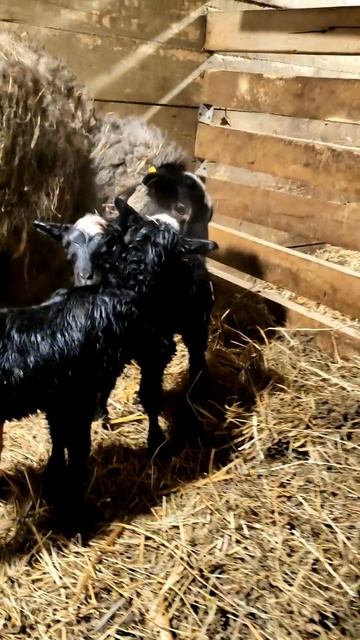 Ягнята в -40°: ЖИЗНЬ ПРОДОЛЖАЕТСЯ! ❄️🐑